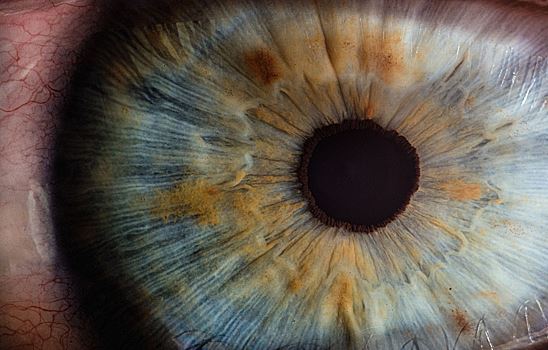 Российские ученые придумали, как вернуть зрение с помощью стволовых клеток