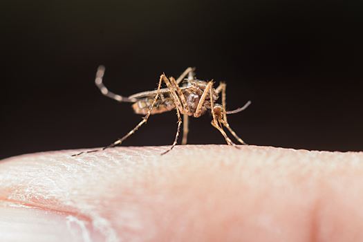 Стало известно, какие болезни передают комары